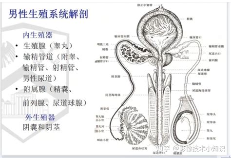 男生的生殖器|小知识:男性生殖系统概述